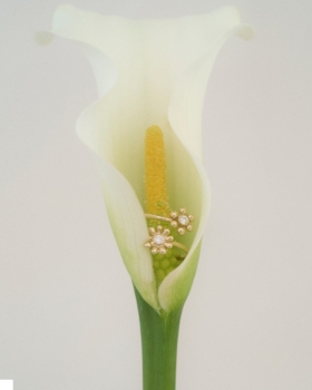 01 Garden ring close.jpg